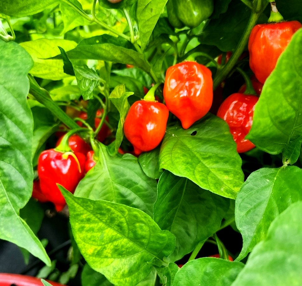 Caribbean Fire Spice Blend — fresh scotch bonnet peppers